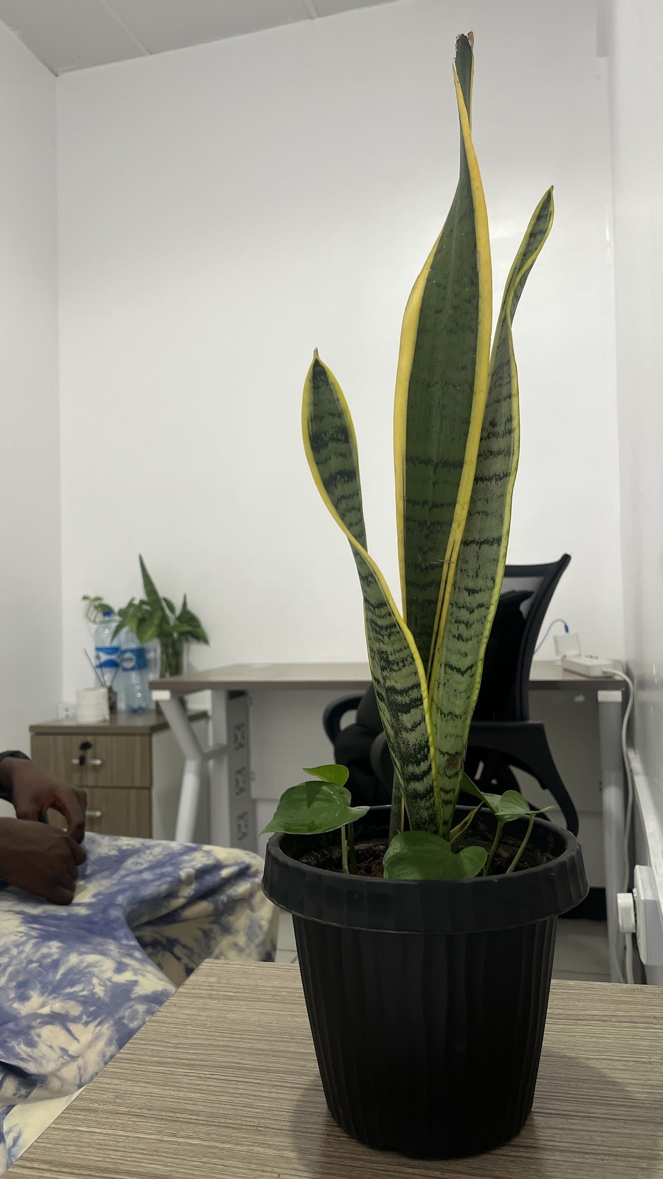 Snake plant in a black pot beside a desk